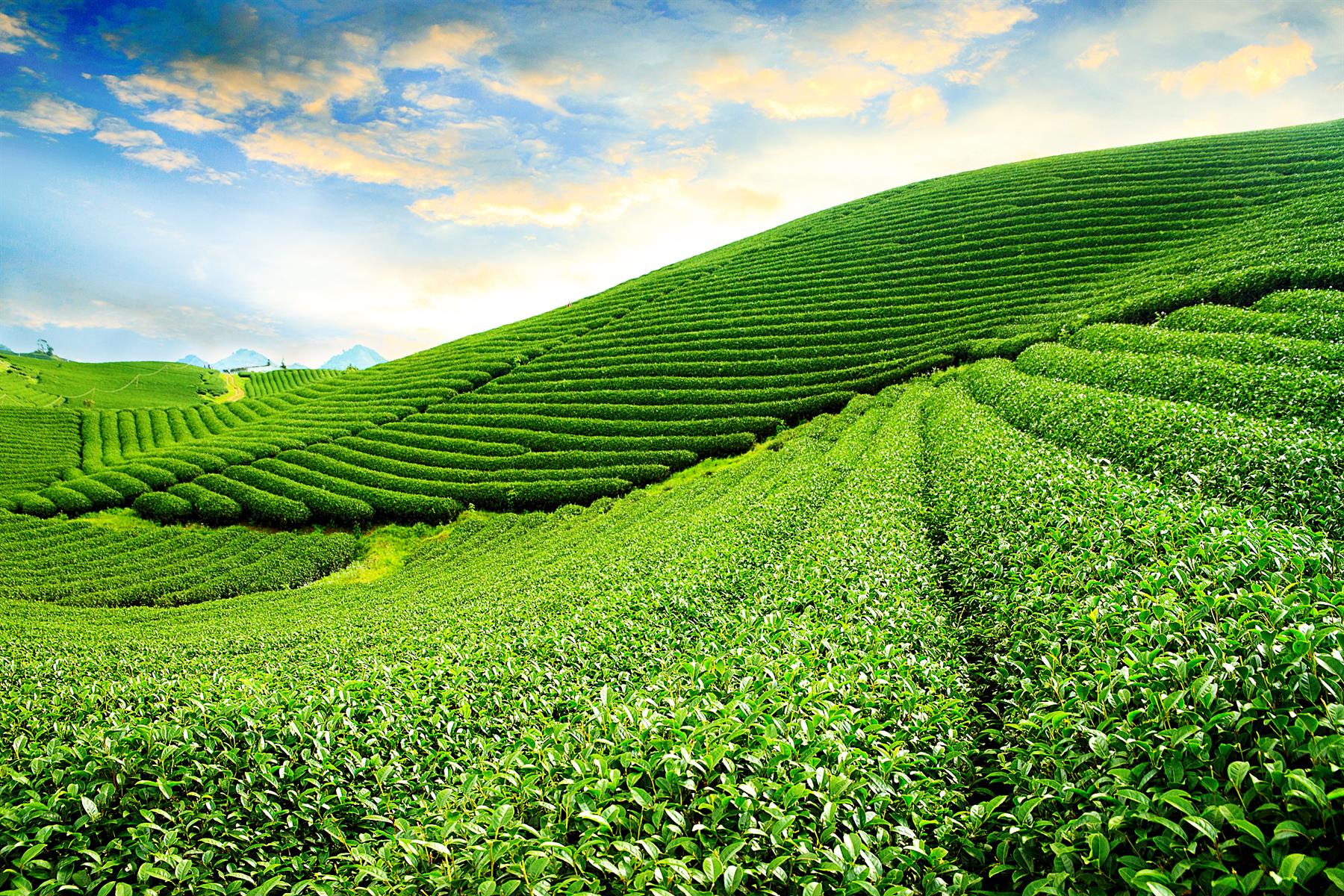 Çay Üretimi ve Kalite